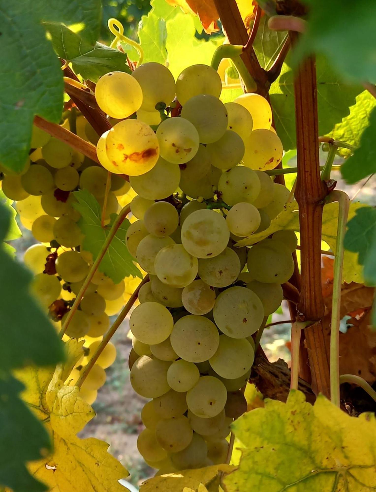 Winzerhof Fleischmann 호텔 Kleinhoflein 외부 사진